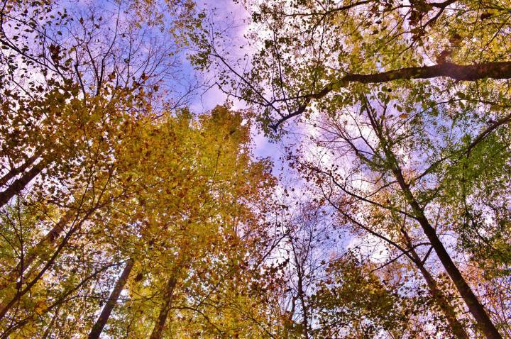 Fall color in the canopy.