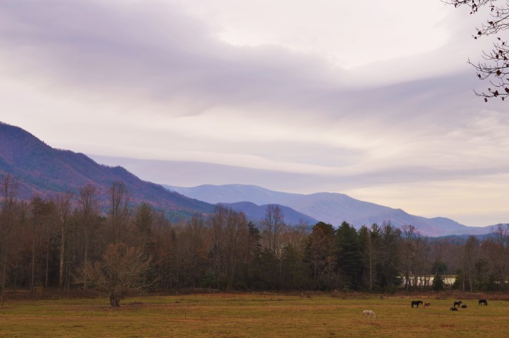 Horses grazing near the mouth of Cades Cove Loop Road with the mountains that make up the Tennessee/North Carolina border beyond.