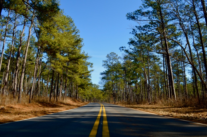 Road through the pines.